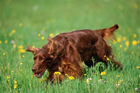 10 Pointer Dog Breeds