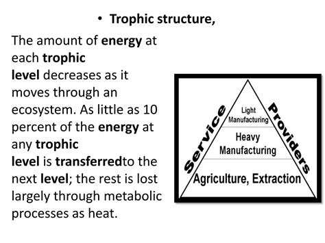 Trophic Structure Of Ecosystems PPT