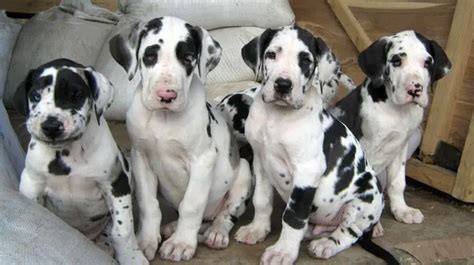 Harlequin Great dane puppies