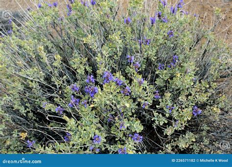 desert sage  salvia dorrii sage closeup owyhee canyonlands