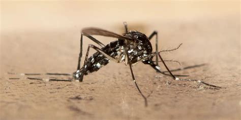 Dengue Fieber Asiatische Tigermücke breitet sich rasant aus