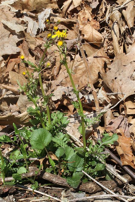 Maryland Biodiversity Project Round Leaved Ragwort Packera Obovata