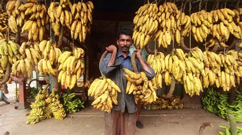 Find Out Why Kerala Loves The Nendrapazham | Local Banana Varieties In ...