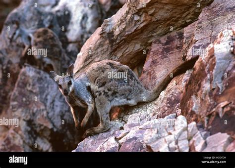 Black Flanked Rock Wallaby Petrogale Lateralis Stock Photo Alamy