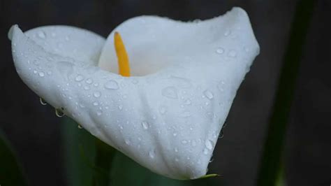 How Often Should You Water A Calla Lily A Complete Guide