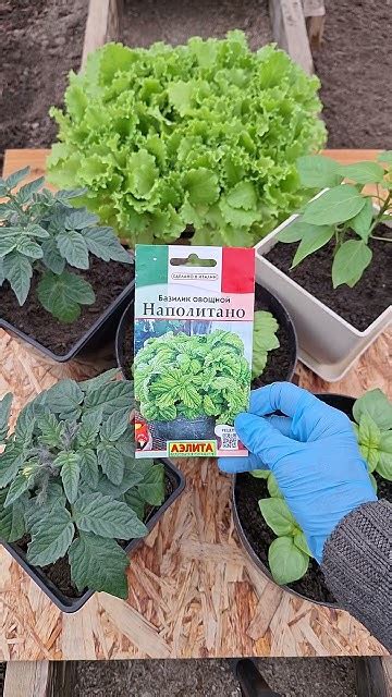 Базилик - итальянец Наполитано ! #дача #огород - YouTube