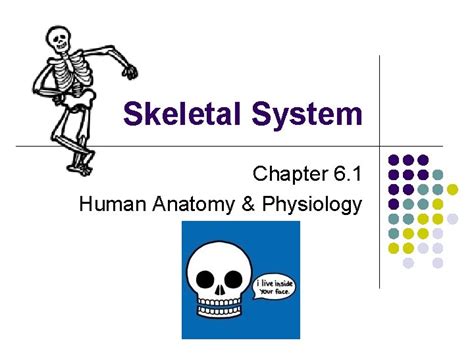 Skeletal System Chapter 6 1 Human Anatomy Physiology