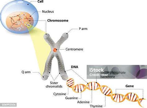 세포 염색체 Dna 및 유전자 Dna에 대한 스톡 벡터 아트 및 기타 이미지 Dna 염색체 세포 Istock