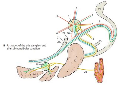 Otic Ganglion