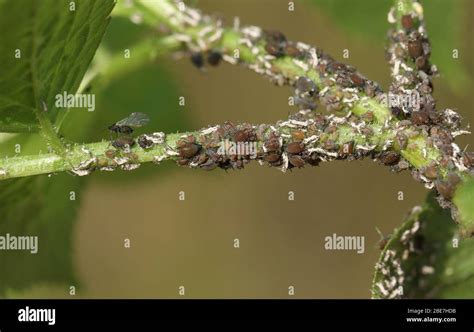 An Infestation Of Aphids Feeding On The Fluids And Nutrients Of A Plant