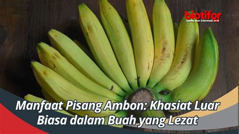 Manfaat Pisang Ambon Khasiat Luar Biasa Dalam Buah Yang Lezat