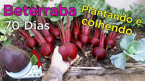 Como Plantar Beterraba Vídeo Completo Inicio Meio e Fim YouTube