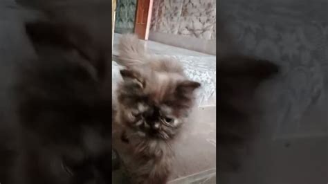 Top Funny Cats And Kitten Playing Dancing Epic Compilation The