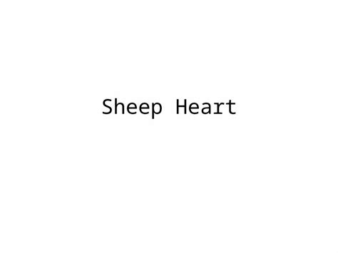 Pptx Sheep Heart Auricle Apex Myocardium Meaty Areas Of Brown Muscle Endocardium Inside All