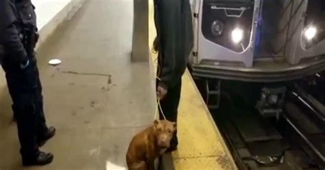 Dog Survives Ordeal On L Subway Line Tracks In Brooklyn Cbs New York