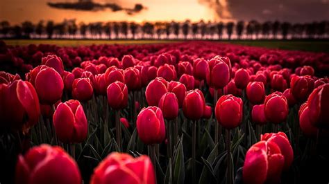 Hd Wallpaper Nature Flowers Holland Spring Field Trees Tulips Windmill Wallpaper Flare