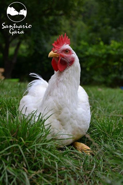 Gallinas Y Pollos Para Consumo Santuario Gaia | The Best Porn Website