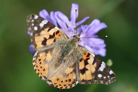 Vanessa Cardui Malowana Pani Motyl Darmowe zdjęcie na Pixabay Pixabay