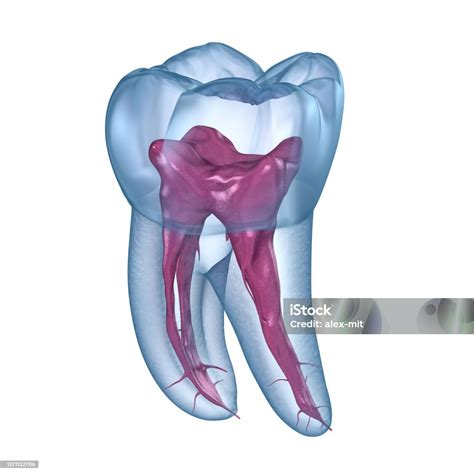 Dental Root Anatomy First Mandibular Molar Tooth Medically Accurate