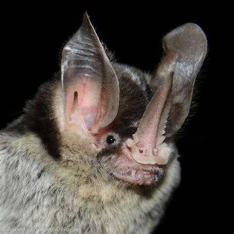 Morcegos Do Brasil Gardnerycteris Crenulatum