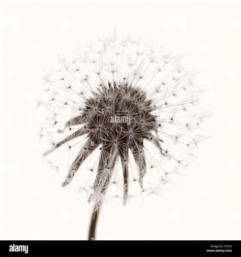 Seed Dispersal Wind Cut Out Stock Images And Pictures Alamy