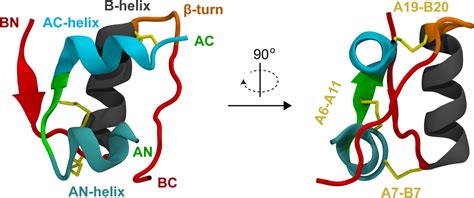 Tertiary Structure Of Insulin