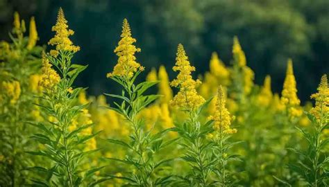 Kentucky State Flower: Goldenrod, Meaning and Symbolism