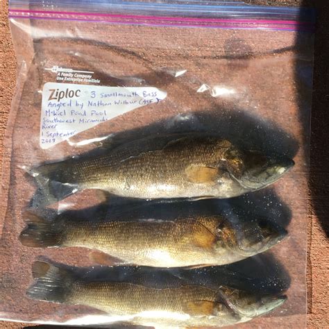 New Brunswick To Review Plan To Eradicate Invasive Smallmouth Bass From Lake New Brunswick