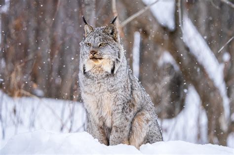 Fondos De Pantalla Lux Animal Gatos Grandes Gato Salvaje Nieve