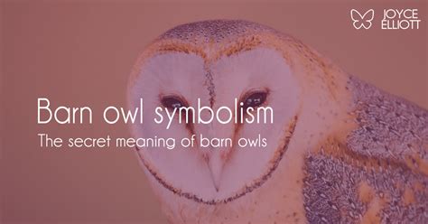 Barn Owl Symbolism 8 Insights Into The Silent Wisdom Of Nature Joyce