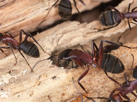 Comment Trouver le Nid des Fourmis Charpentières Guide Complet