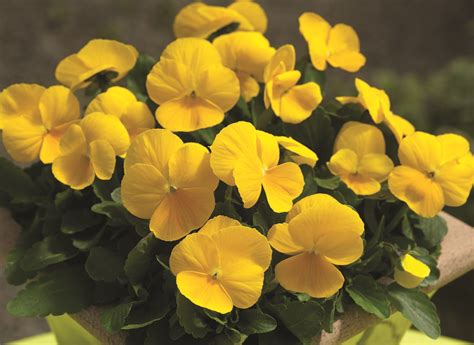 Viola Penny Clear Yellow Muller Seeds