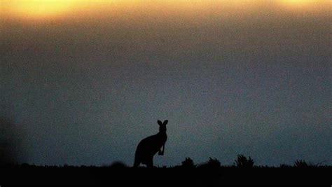 Act Kangaroo Cull Contractor Condemns Radical Opposition Of