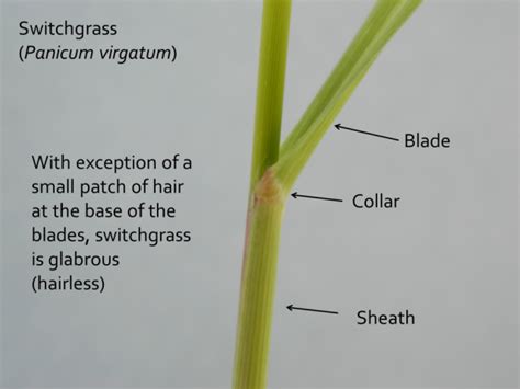 Leaf Structure Perennial Grass Growth And Development Passel