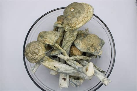 Thrasher Magic Mushroom Premium Buy Shrooms Online In Canada