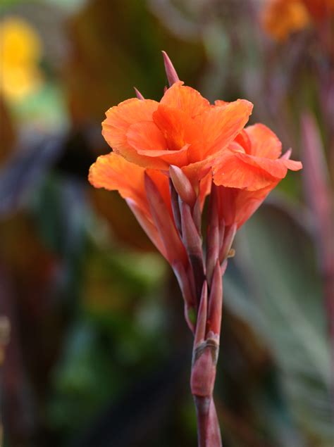 Free Images Nature Blossom Leaf Flower Petal Red Botany Nikon