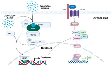 The Aryl Hydrocarbon Receptor Ahr Pathway When Inactive The Ahr Is