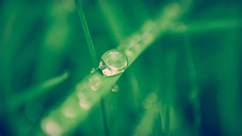 Fondos De Pantalla Luz De Sol Césped Plantas Fotografía Gotas De