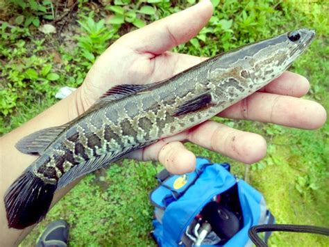 Snakehead Ocean Treasures Memorial Library