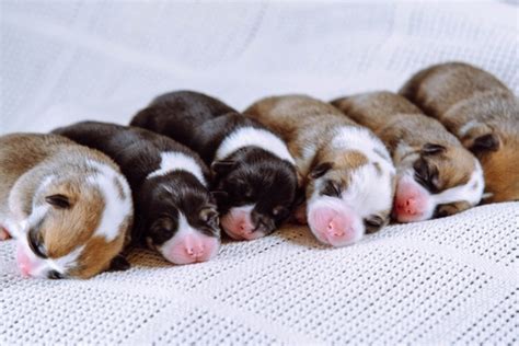 Newborn Puppy Feeding Chart: Guide to Feeding and Weaning | PawTracks