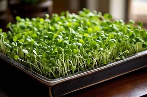 Premium Photo Microgreens Growing Background With Microgreen Sprouts