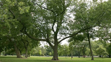 Threat Looms over Chicago’s Historic Parks | The Cultural Landscape ...