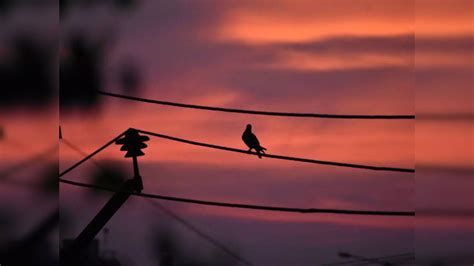 Bird Blamed For Power Outage That Left 14000 Without Electricity