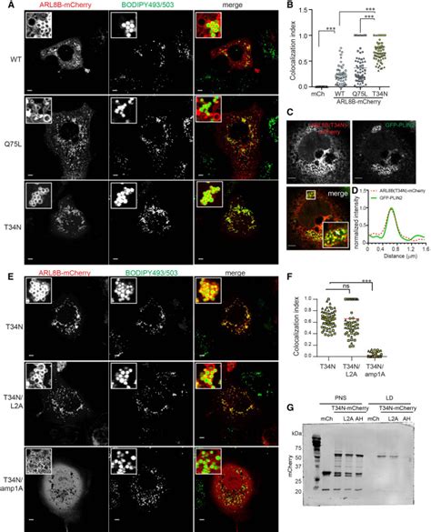 Arl8b Mediates Lipid Droplet Contact And Delivery To Lysosomes For