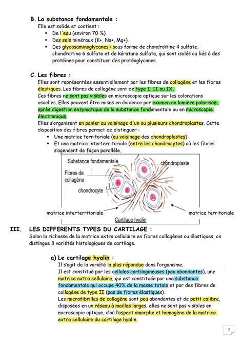 SOLUTION 4 Le Tissu Cartilagineux Studypool