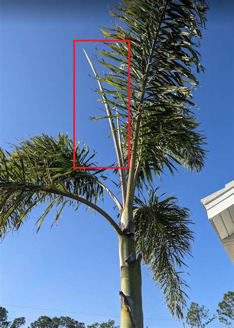 palm tree assistance - hurricane damage - DISCUSSING PALM TREES ...