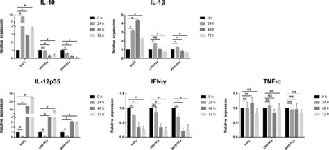 The Relative Expression Of Mrna Levels Of Il 10 Il 12p35 Il 1β Ifn γ