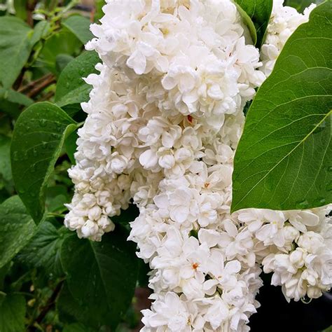 Mount Baker Lilac Plant Addicts