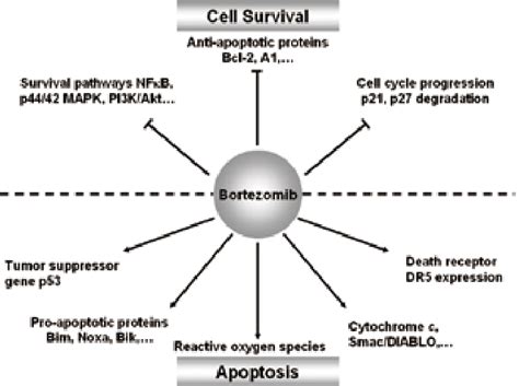 A Simplified Schema Of The Molecular Mechanism Of Bortezomib Induced