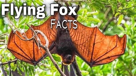 Meet The Animals Flying Fox Wild Animals Amazing And Interesting